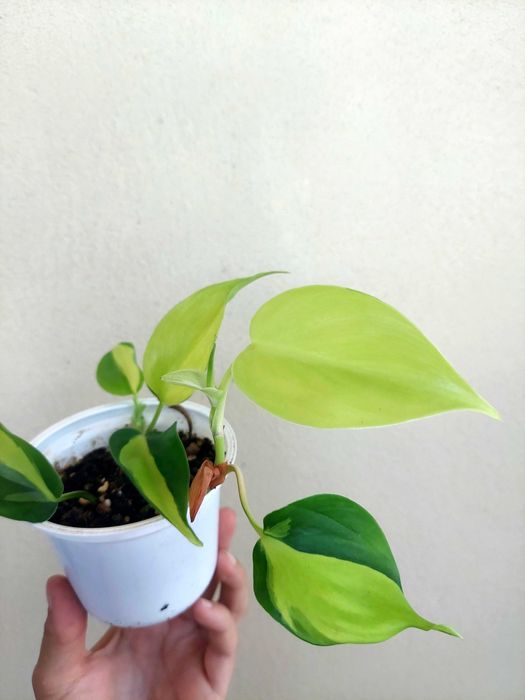 Philodendron Brasil