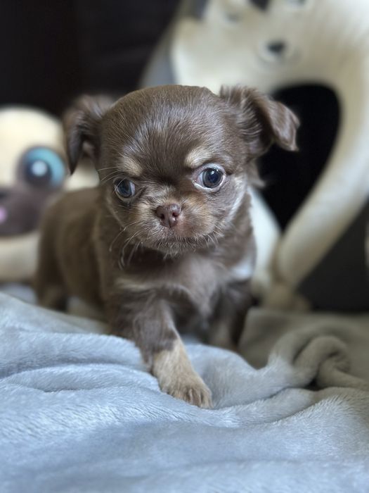 czekoladowy chłopiec Chihuahua