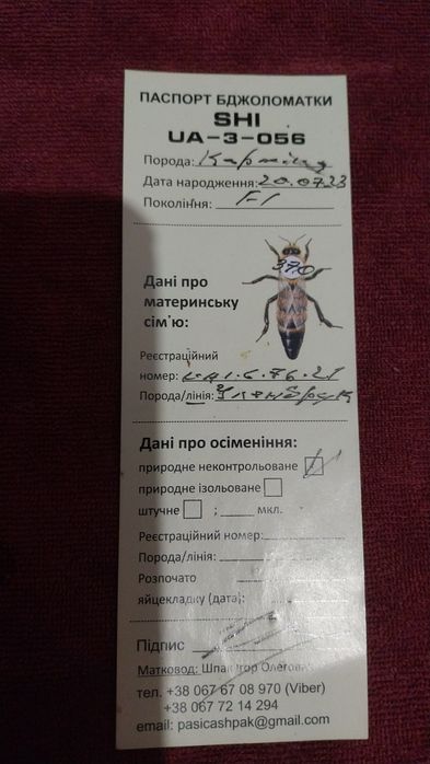 Бджоли:пакети,відводки,рої. Можлива доставка по області.