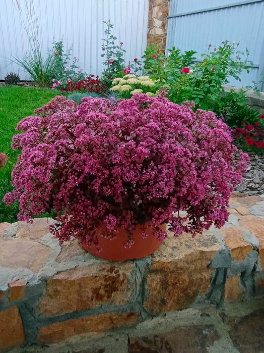 Очиток, седум рослини для саду