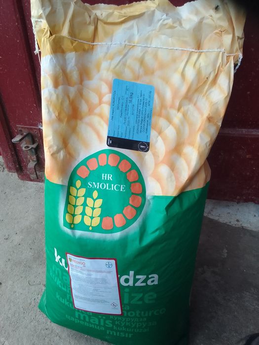 Sprzedam kukurydzę C1  odmiana Furman