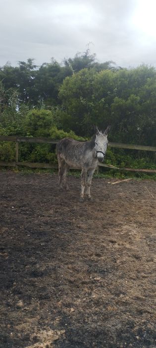 Burros e burras mansos