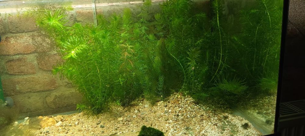 Roślinki do akwarium moczarka