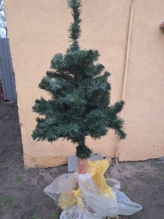 Choinka na pniu..