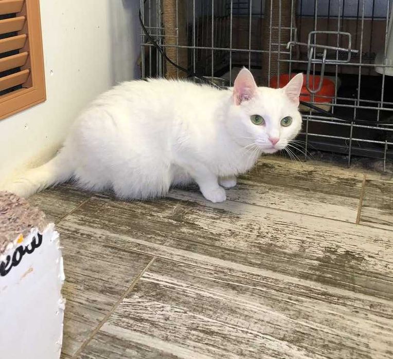 Прекрасная белоснежная кошечка глухая Дана-особенный ангел!