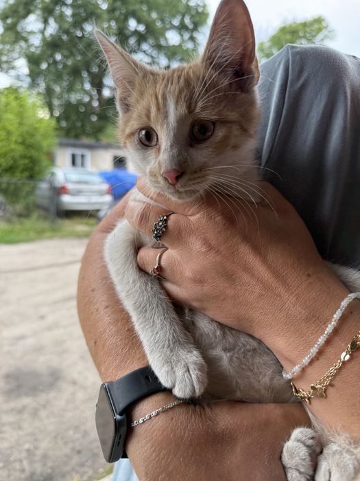Kotek poszukuje domku