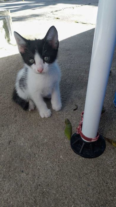 Animais para adoção