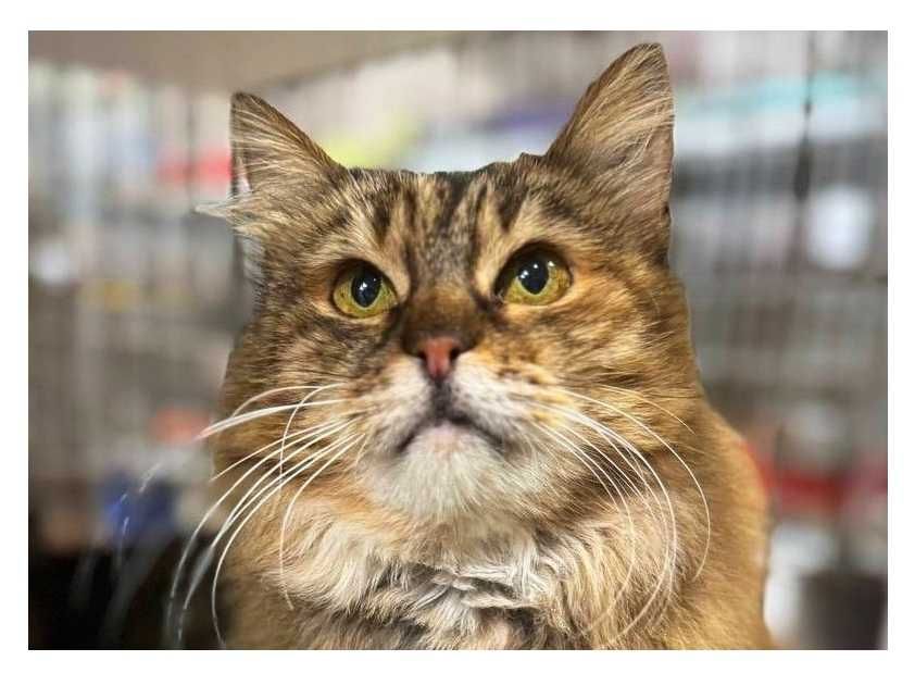 Лагідна домашня киця Марфуша шукає новий дім ! кішка кіт кошеня