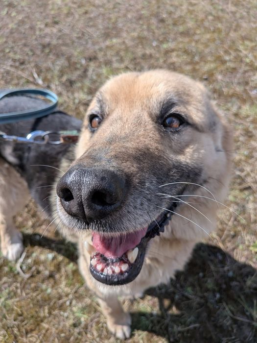 pies do adopcji za darmo