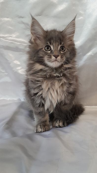 Пропоную кошенят мейн кун.