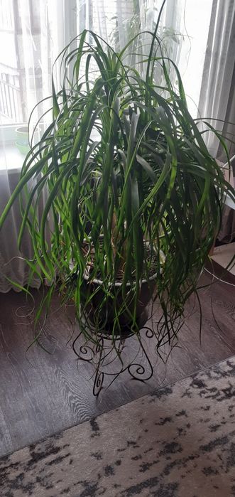 Бокарнея Нолина пляшкове дерево