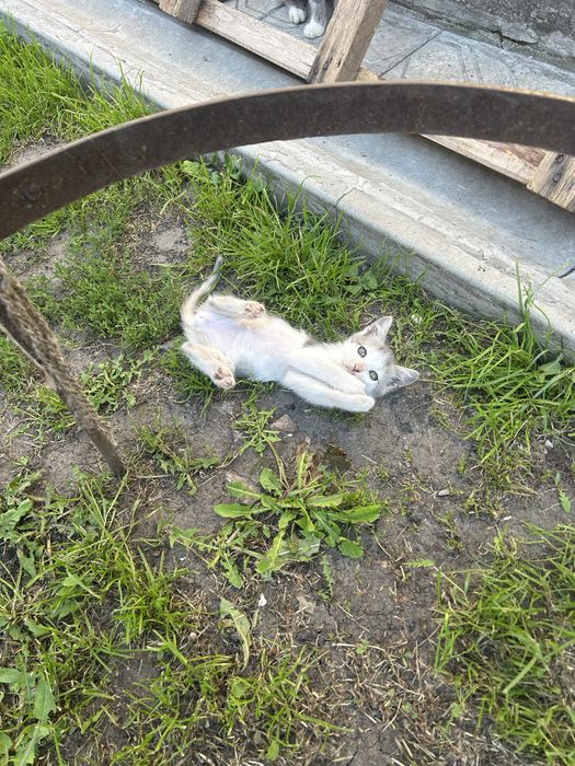 Кошенята / котики
