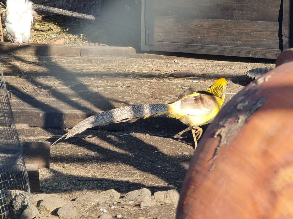 Продам лимонний фазан