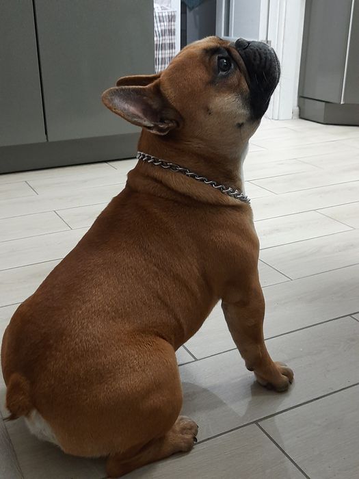 Вязка французкий бульдог