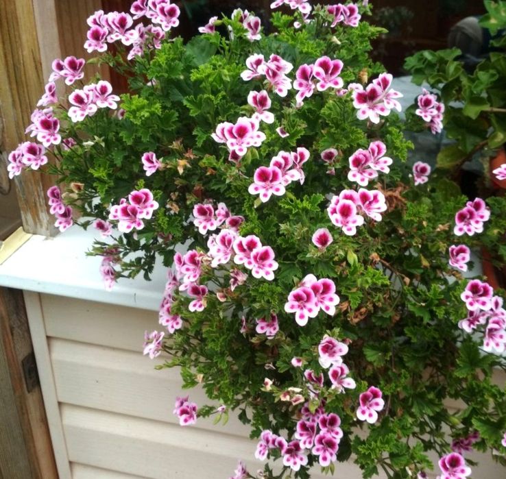 Пеларгонії.Альтернантера.Фікус. Аглаонема. Бегонія