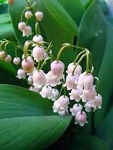 Продам розовый ландыш 25 грн.