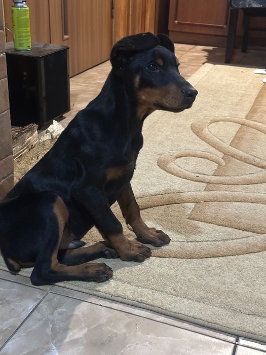 Щенята добермана