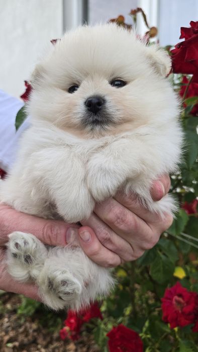 Pomeranian szpic miniaturowy zkwp FCI
