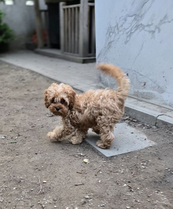 Cavapoo/ chłopczyk