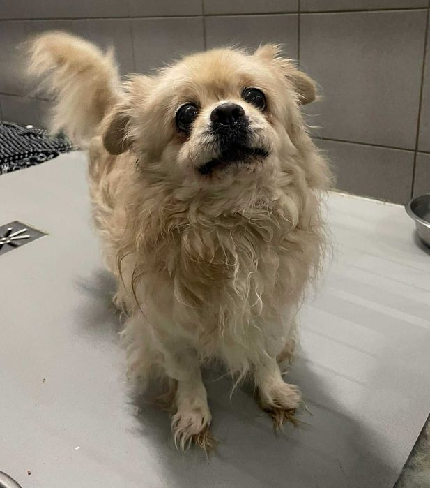 Wiktorek-Piesek szuka domu