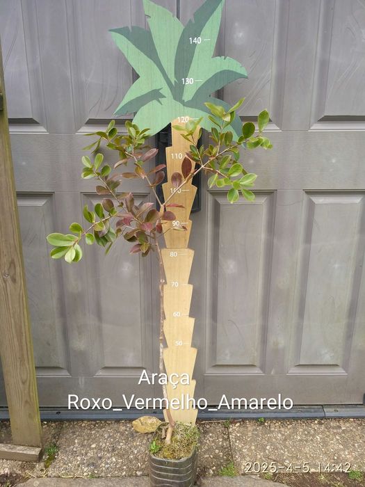 Arvores de Frutos (Tropicais, Sub-tropicais, Raras e de Coleçao