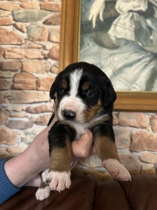 Entlebucher Sennenchund FCI
