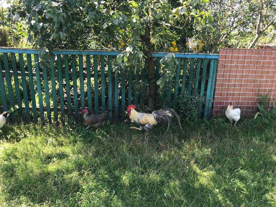 Продам курей, лавандова жемчужний і бойцових