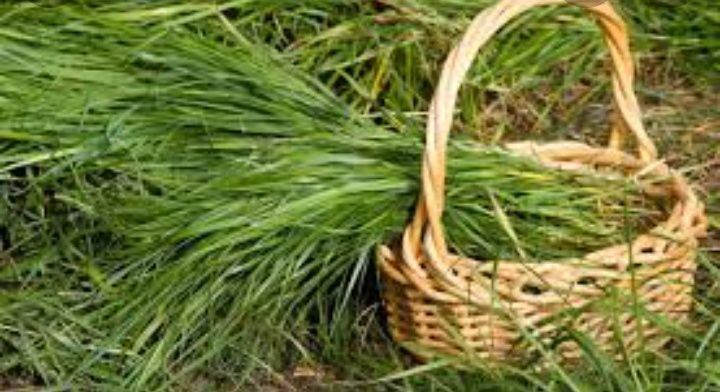 Продам зубровку цьогорічну