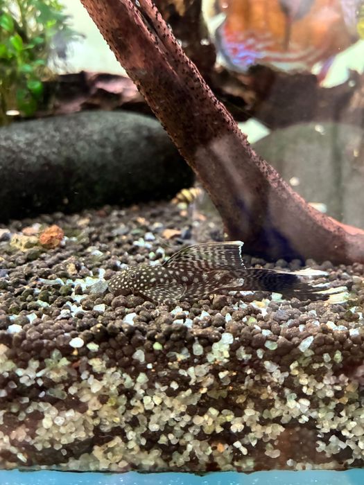 Peixe ancistrus juvenis