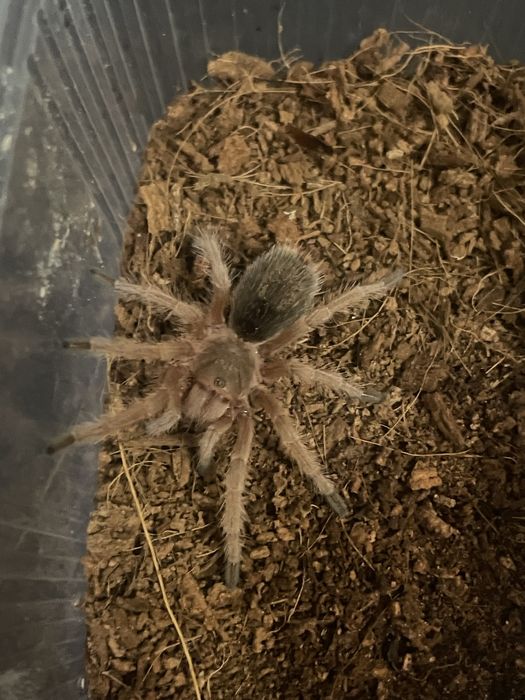 Samica Grammostola rosea red