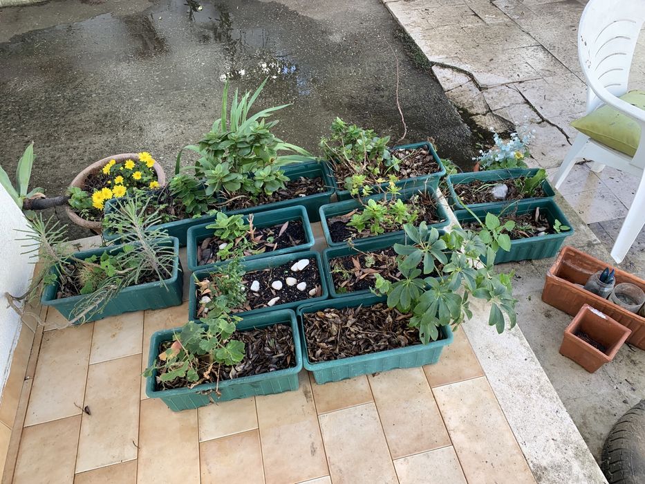 Plantas diversas cada vaso 5