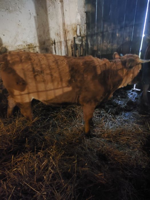 Jałówki cielne mięsne hereford limousine angus