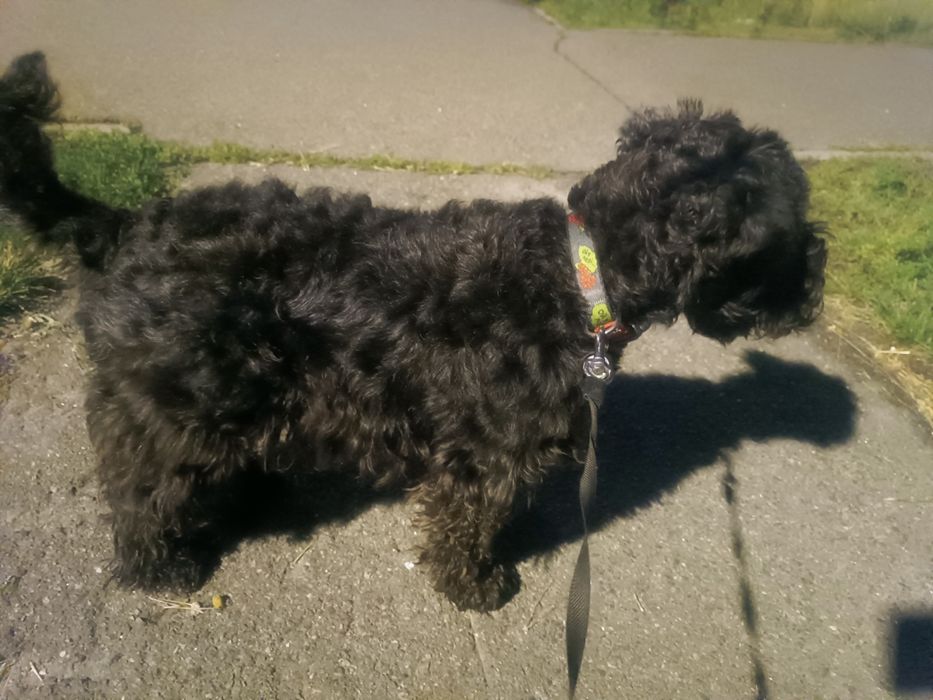 Шукаємо Цвєргіка для в'язки .Київ.Бажано лівий берег .