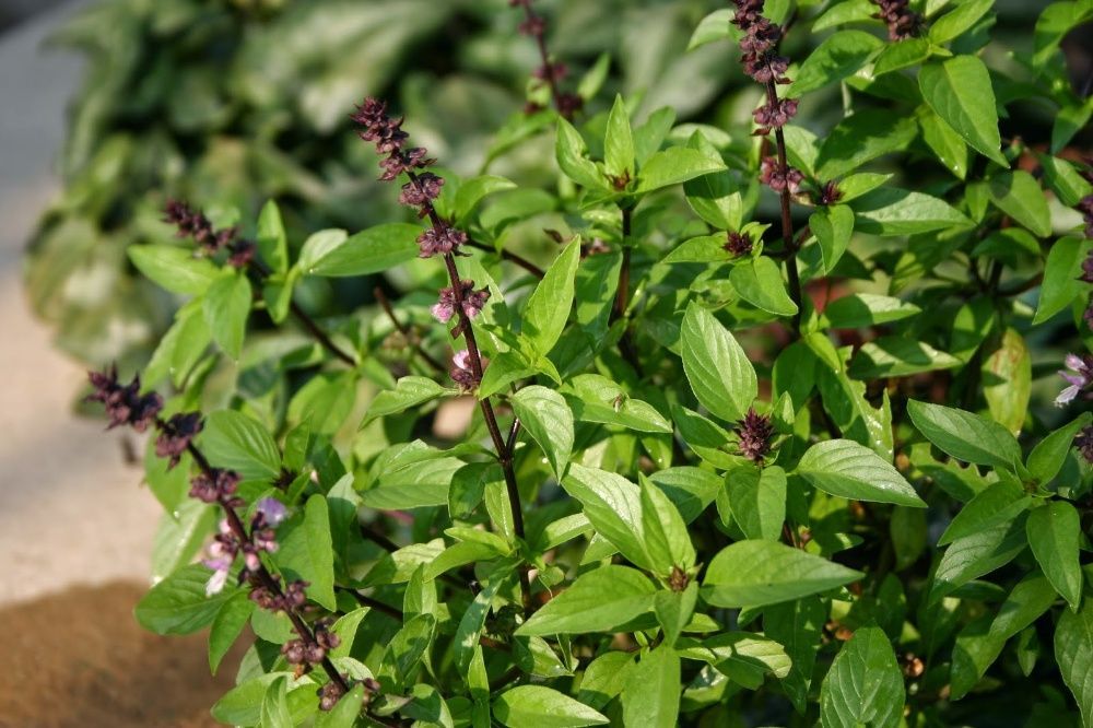 50 sementes de Manjericão Tailandês - Ocimum basilicum