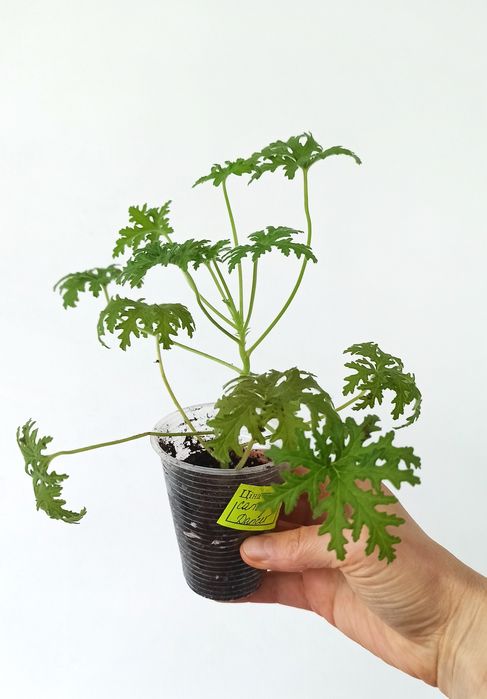 Пеларгонія духмяна