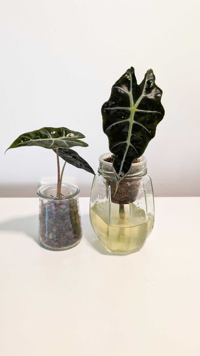 Alocasia Alokazja Polly Sadzonka