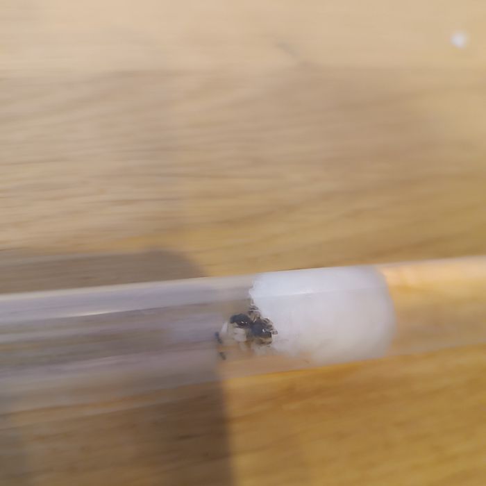 Mrówki Lasius Niger i Flavus
