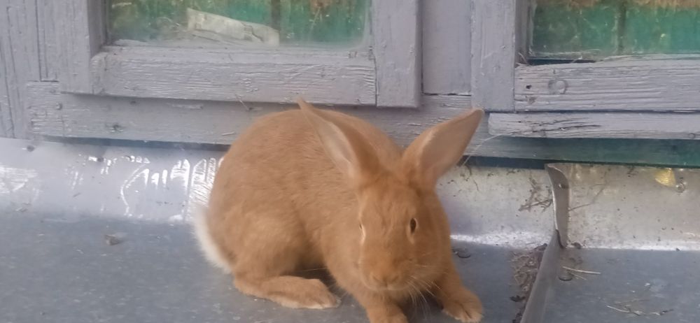 Бургундія (кролі)