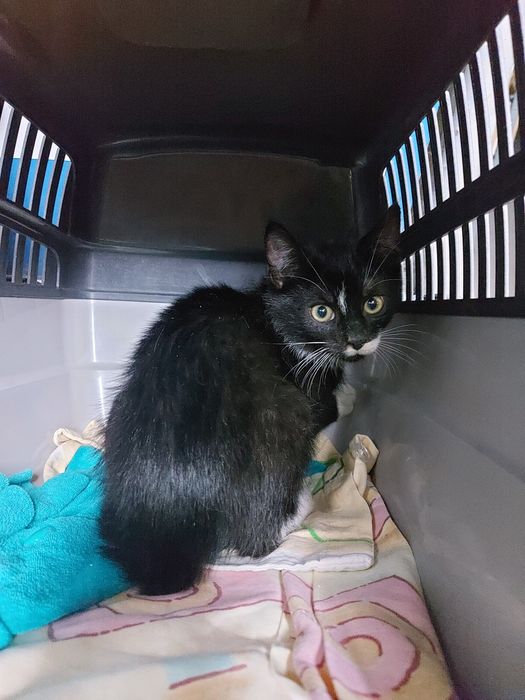 Majonez - kociak urodzony 05-2025 szuka domu!!