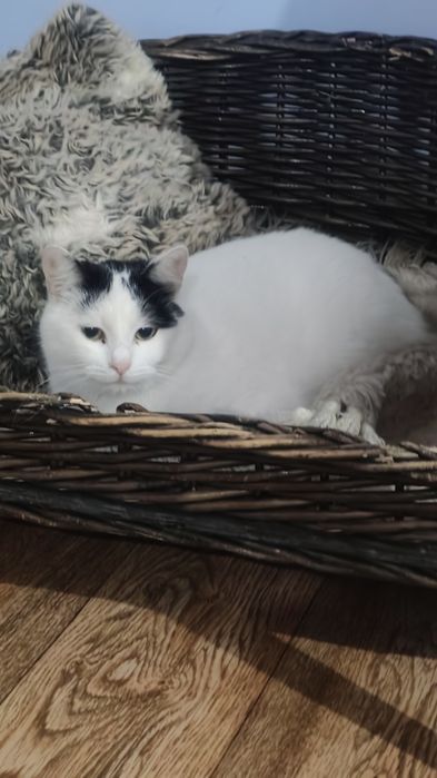 Кошечки в дар хорошим людям