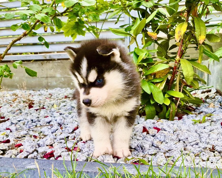 Szczeniak czarno-biały niebieskooki Siberian Husky rodowód ZKwP FCI