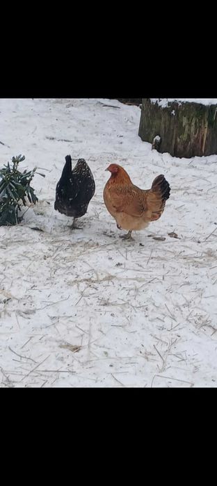 Kurki i kogutki liliputki