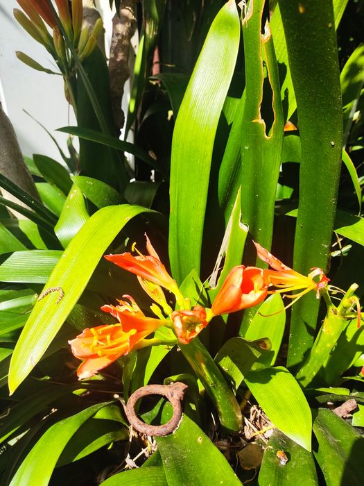 Clivias de flor laranja-amarela