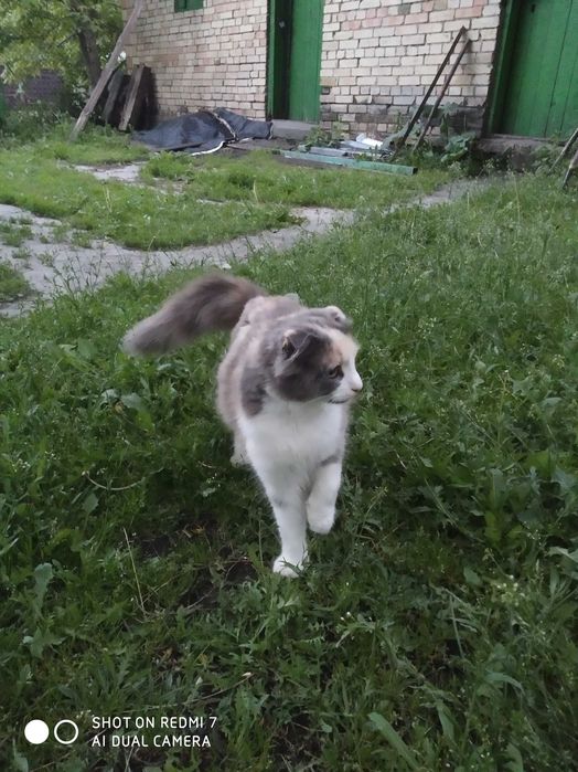 Котят от веслоухой кошки даром