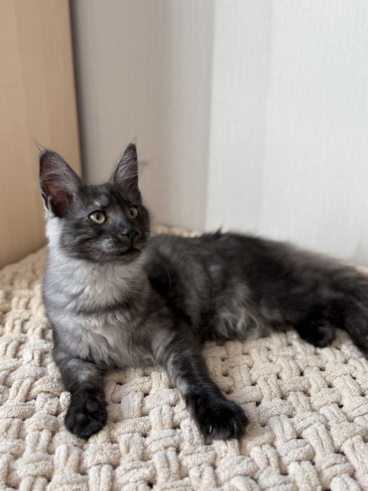 Дівчинка Мейнкун чорний дим