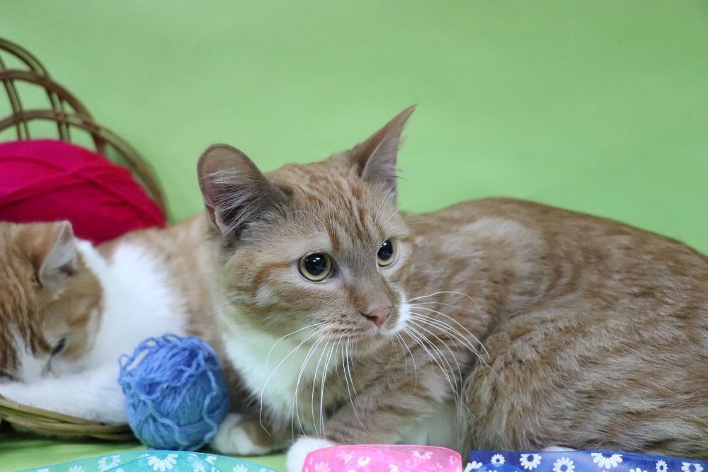 Рыжий котенок ищет дом!