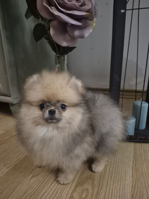 Pomeranian. Color cream z rodowodem