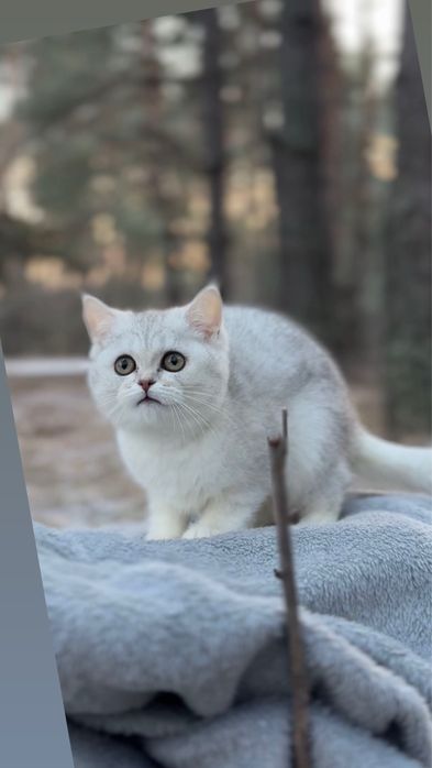 Киця страйт прямовуха срібна шиншила шотландська дівчинка яи