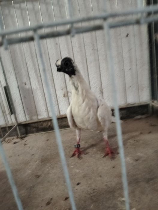 Szek polski samica