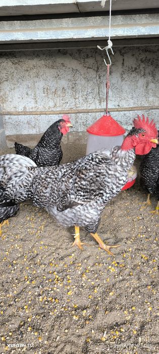 Ovos galados Branca portuguesa e Pedrez